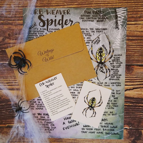 Orb-Weaver Spider October 2021