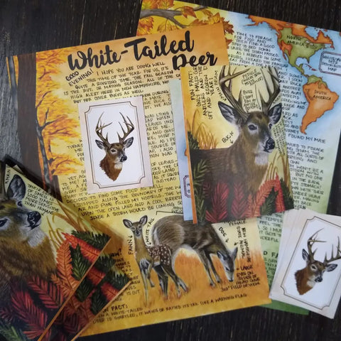 White-Tailed Deer BASIC Letter November 2022