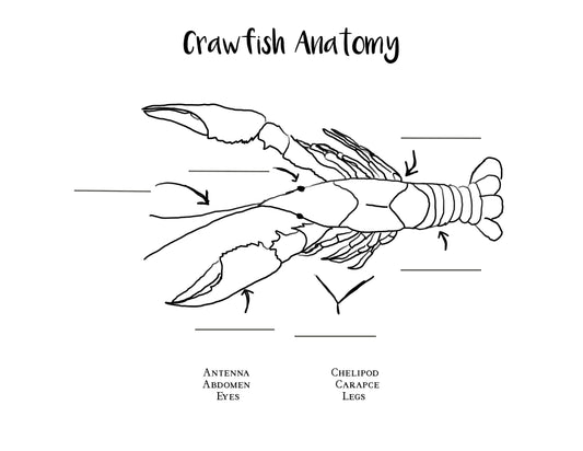 Crawfish Activity Sheet