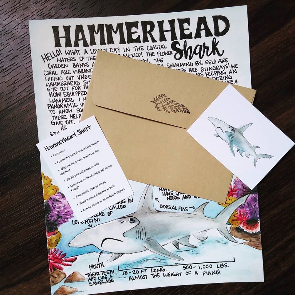 Hammerhead Shark June 2020 Letter
