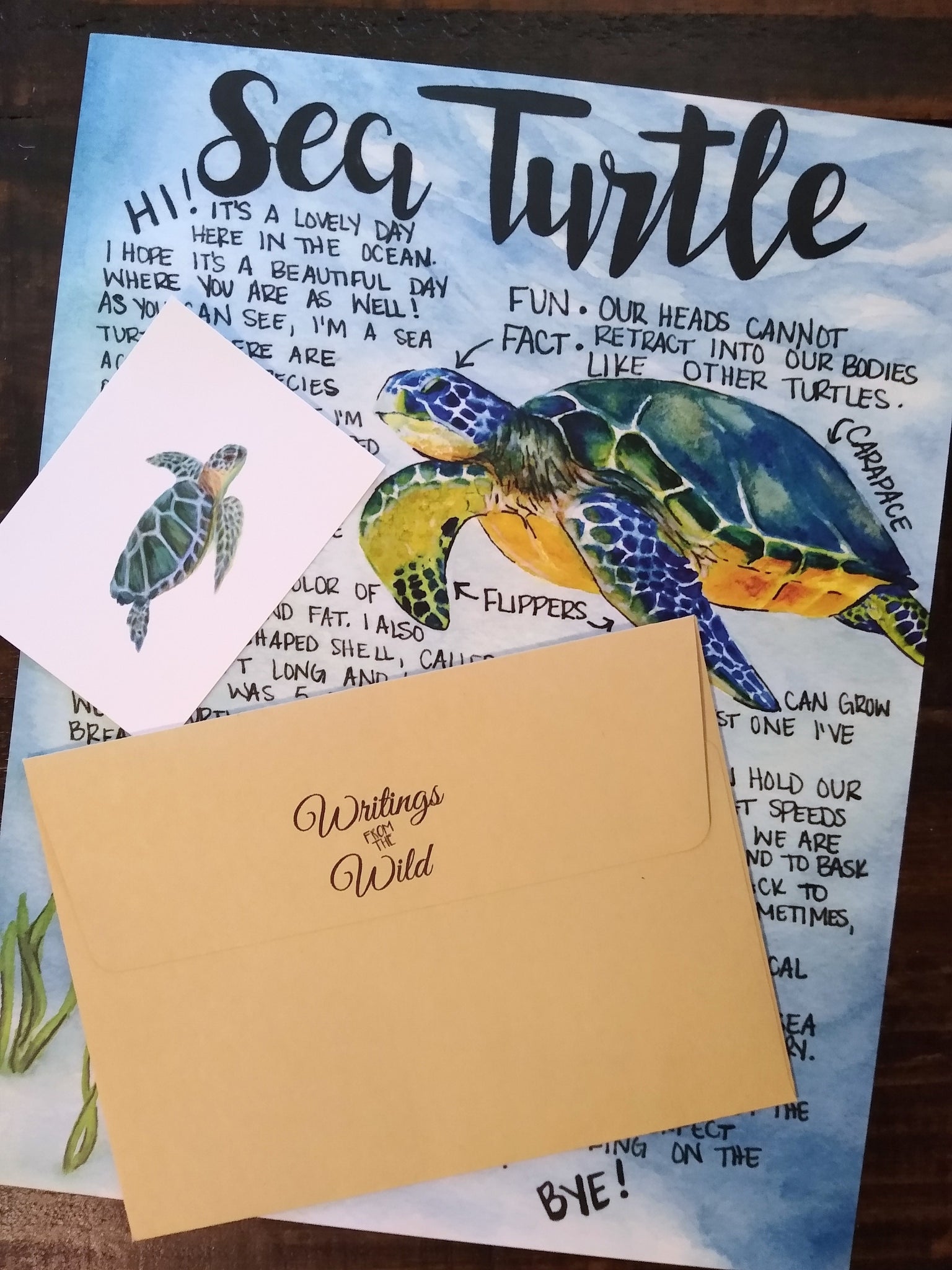 Sea Turtle Letter July 2019