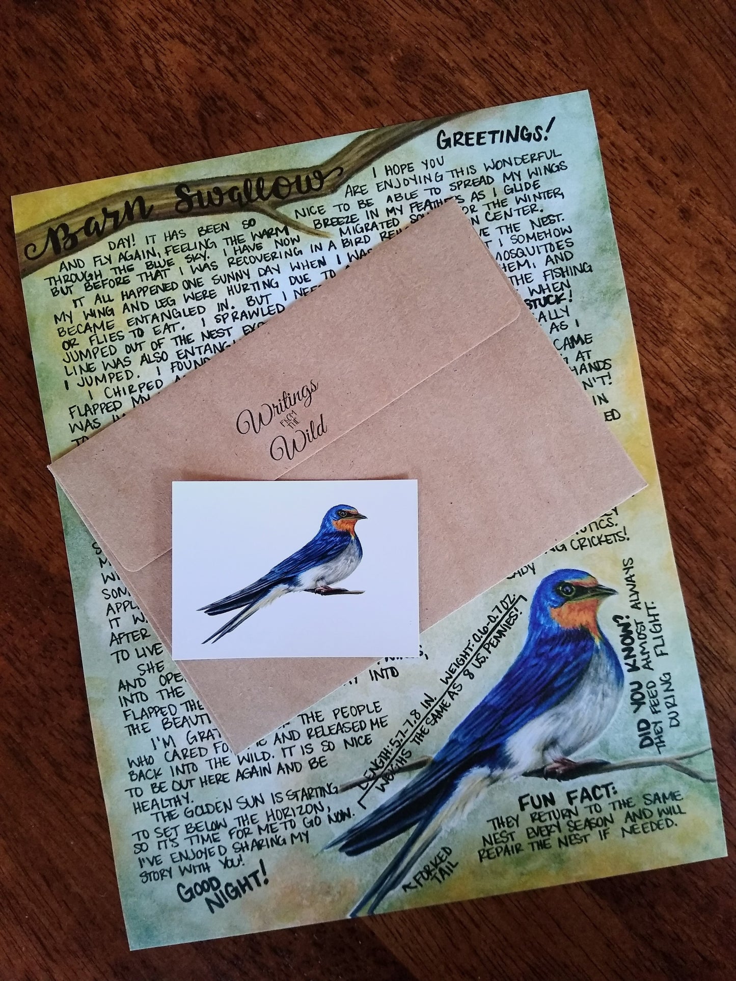 Barn Swallow November 2021