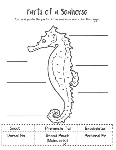 Seahorse Activity Sheet