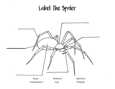 Orb-Weaver Spider Activity Sheet