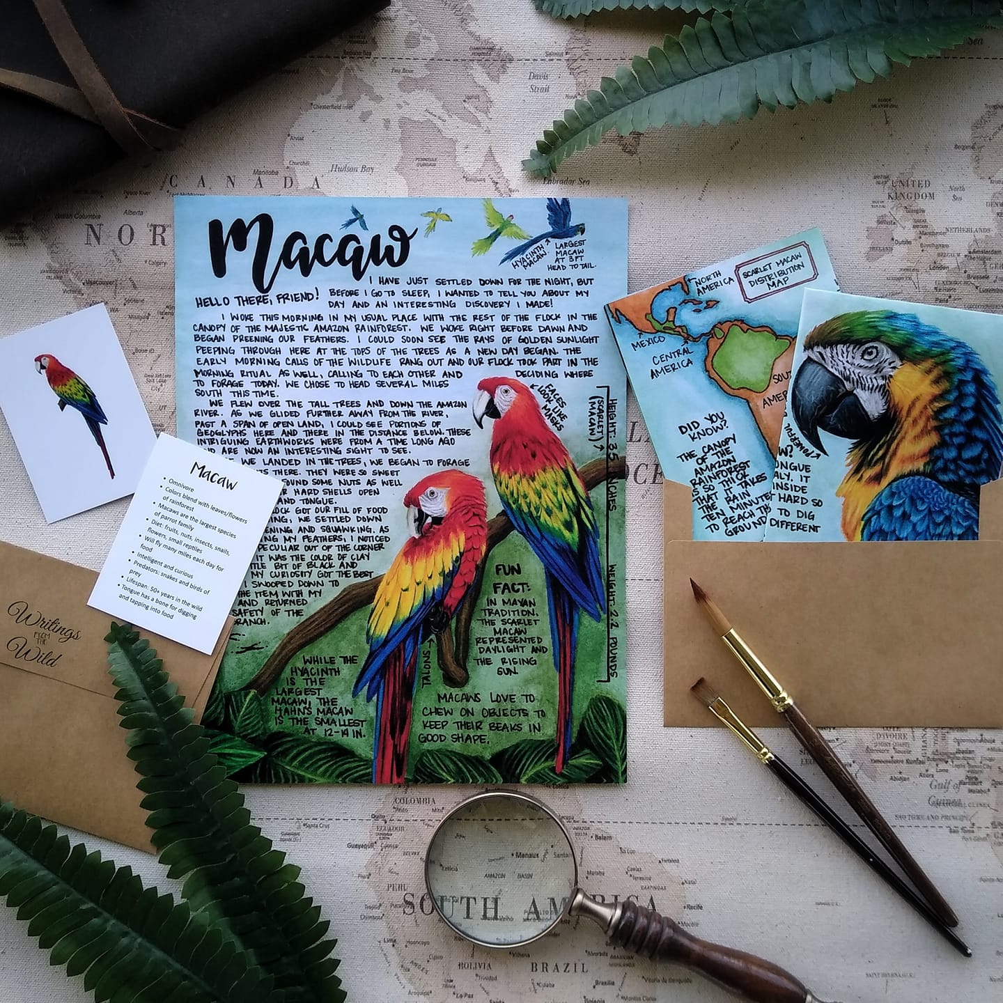 Macaw Letter - August 2022